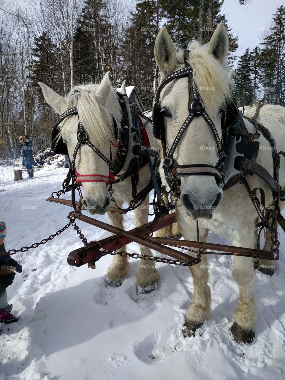 Sleigh Horses