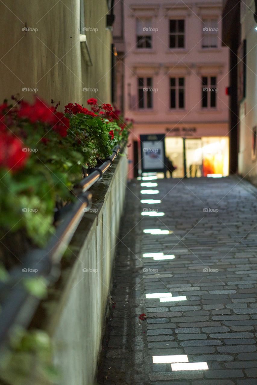 Lights and flowers 