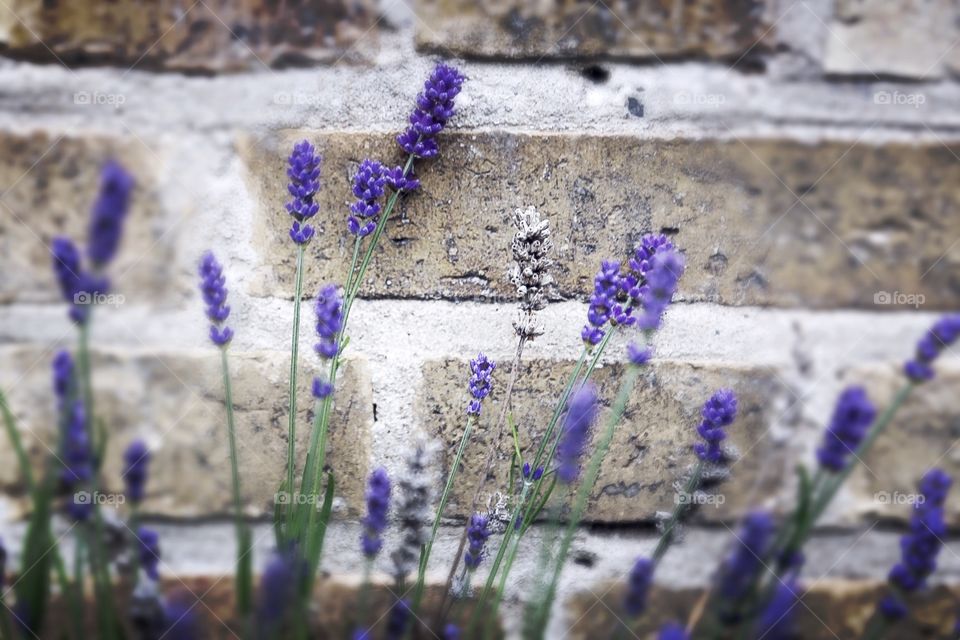 Lavender. Lavender background 