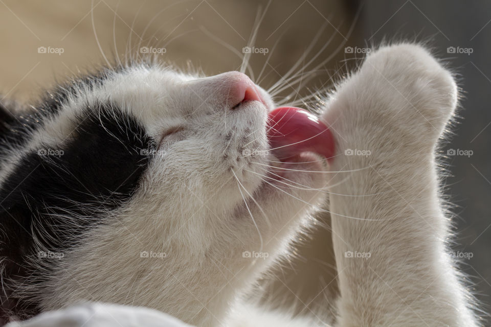 CAT licking