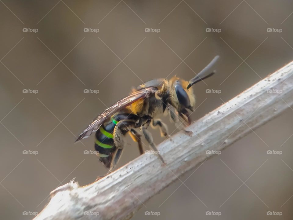 Green tailed beetle.