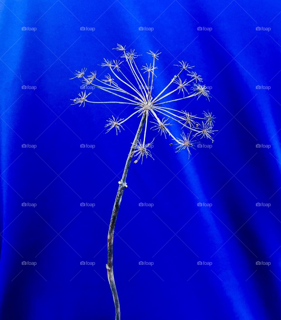 Dried cow parsley flower against blue background