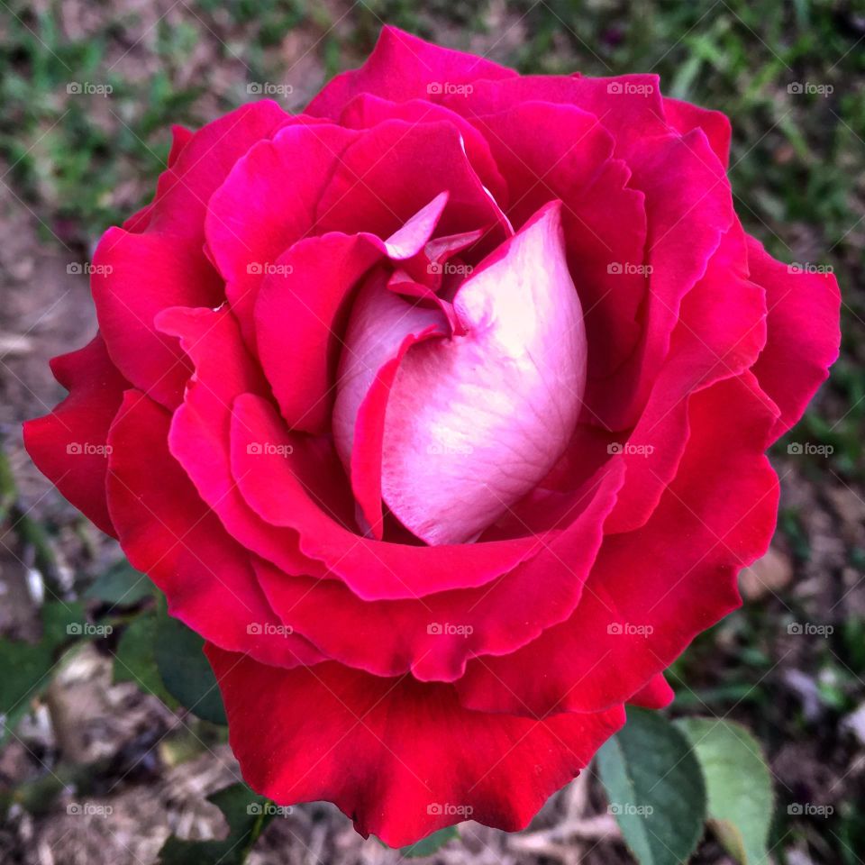 🌹 🇺🇸 Very beautiful flowers to brighten our day.  Live nature and its beauty. Did you like the delicate petals? / 🇧🇷 Flores muito bonitas para alegrar nosso dia. Viva a natureza e sua beleza. Gostaram das pétalas delicadas? 