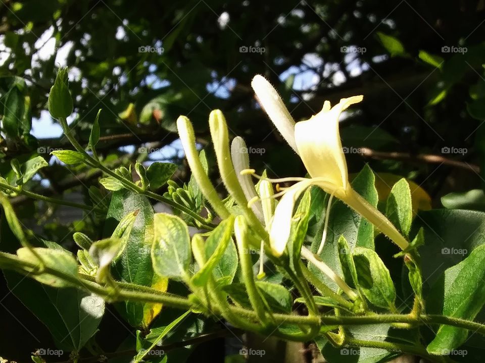 blooming honeysuckle