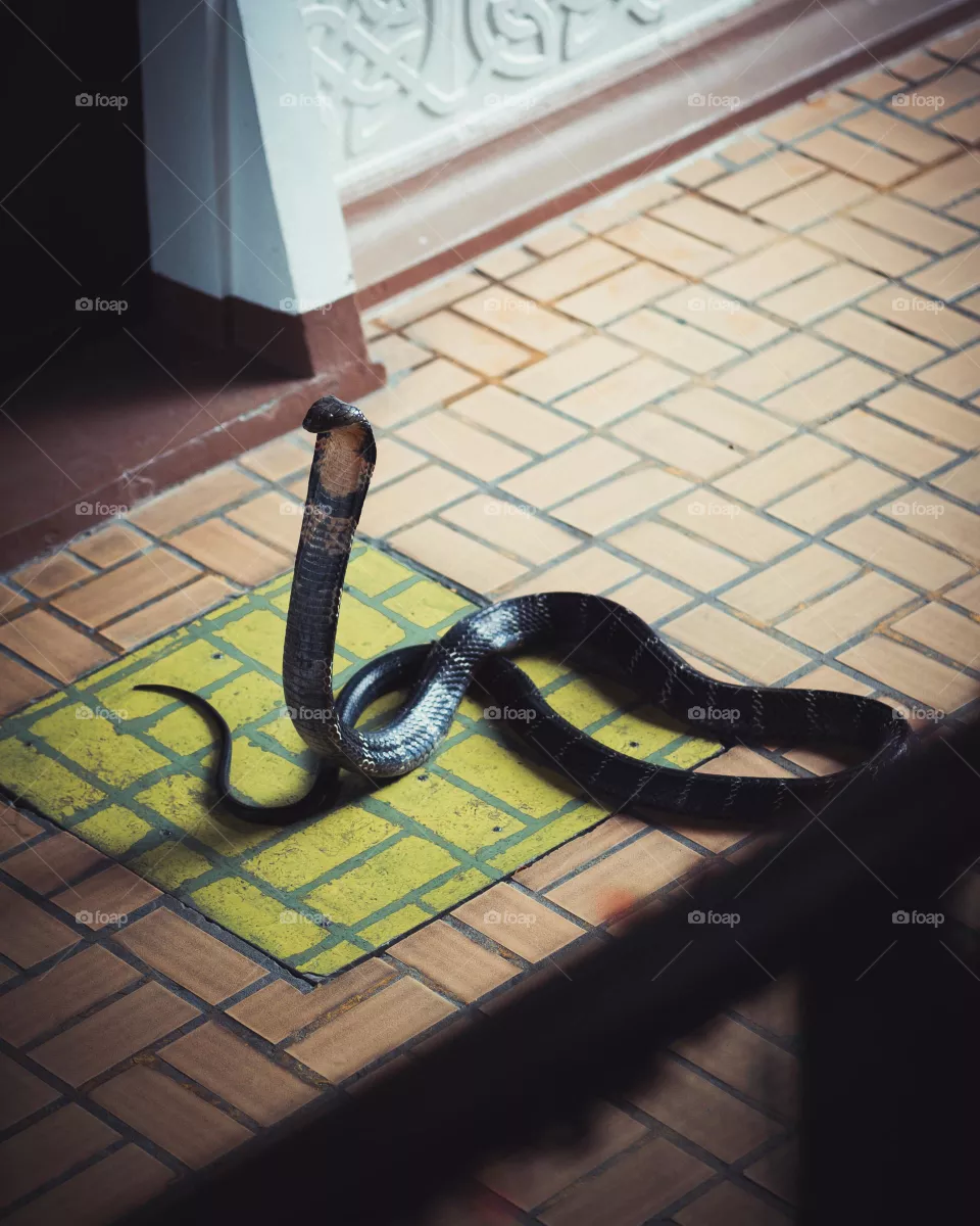 Cobra snake