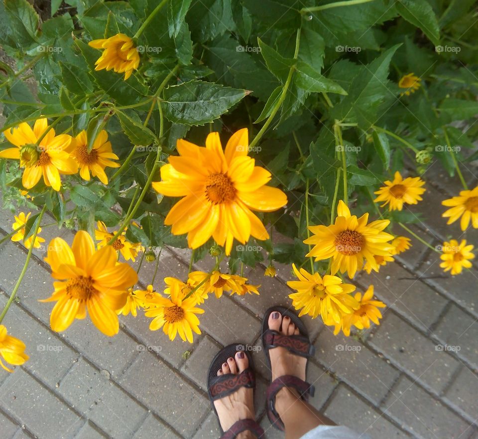 yellow flowers