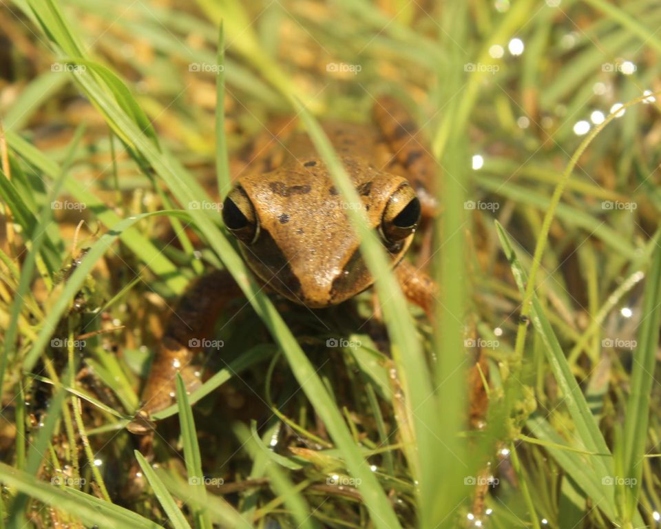 frog on the grass
