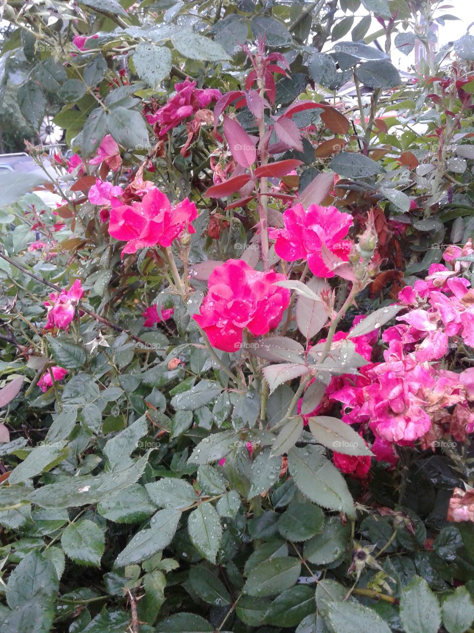 Pink Rose bush