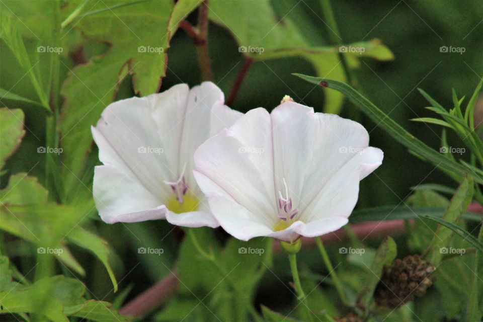 Closeup of two white false bindweed (calystegia sepium) flowers