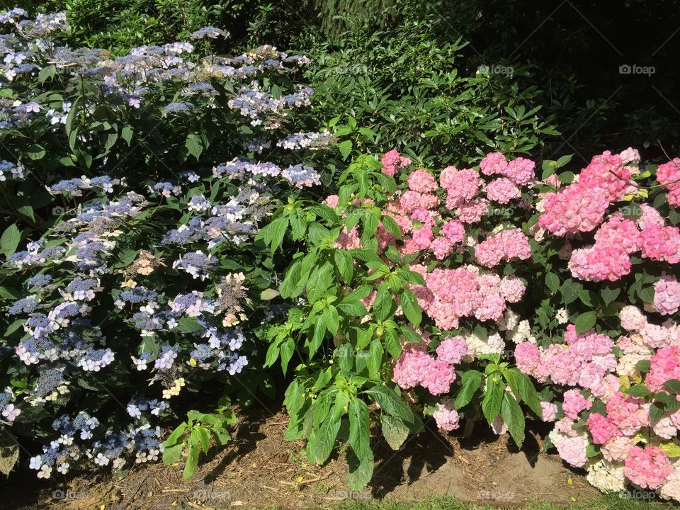 Flowers in summer