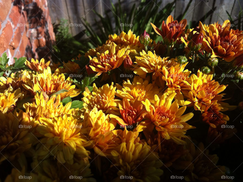 green flowers yellow nature by blackpearl079