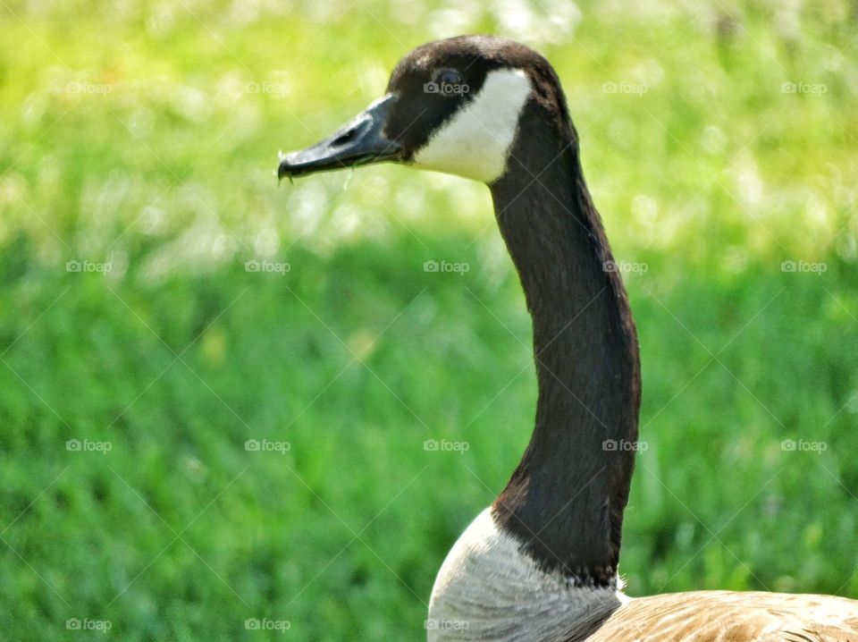 Canada Goose. Migratory Canada Goose
