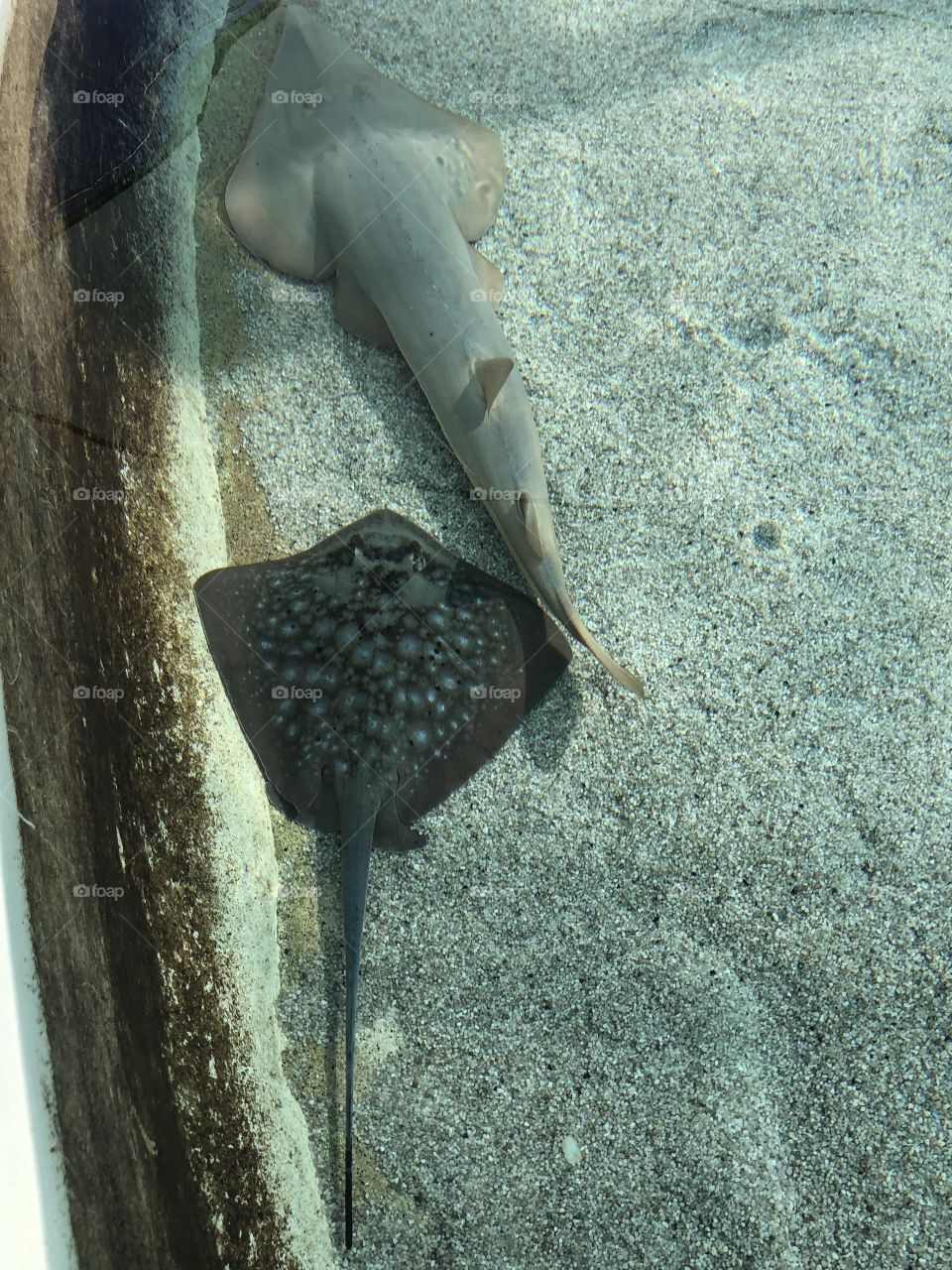 Stingray 