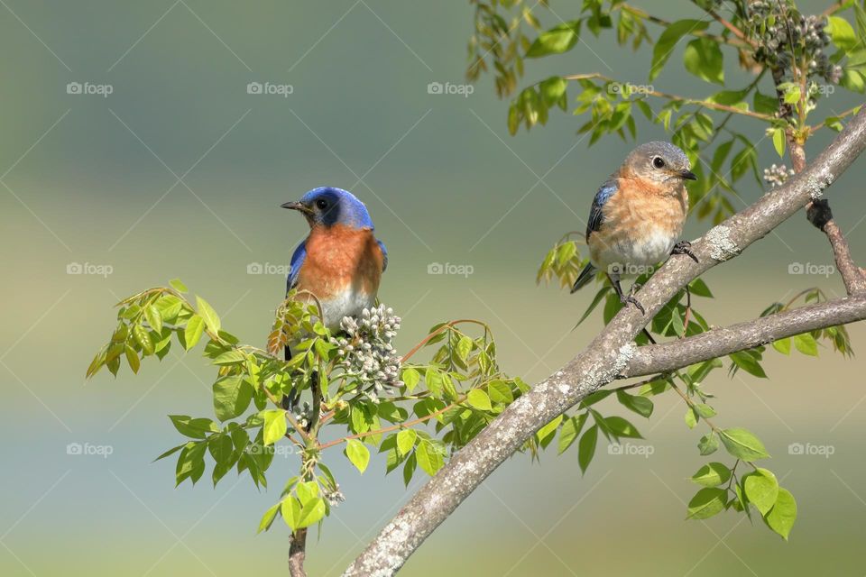 blue birds