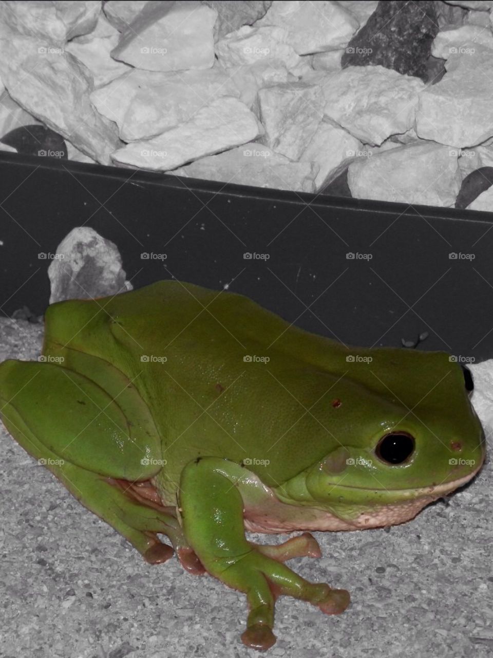 Frog