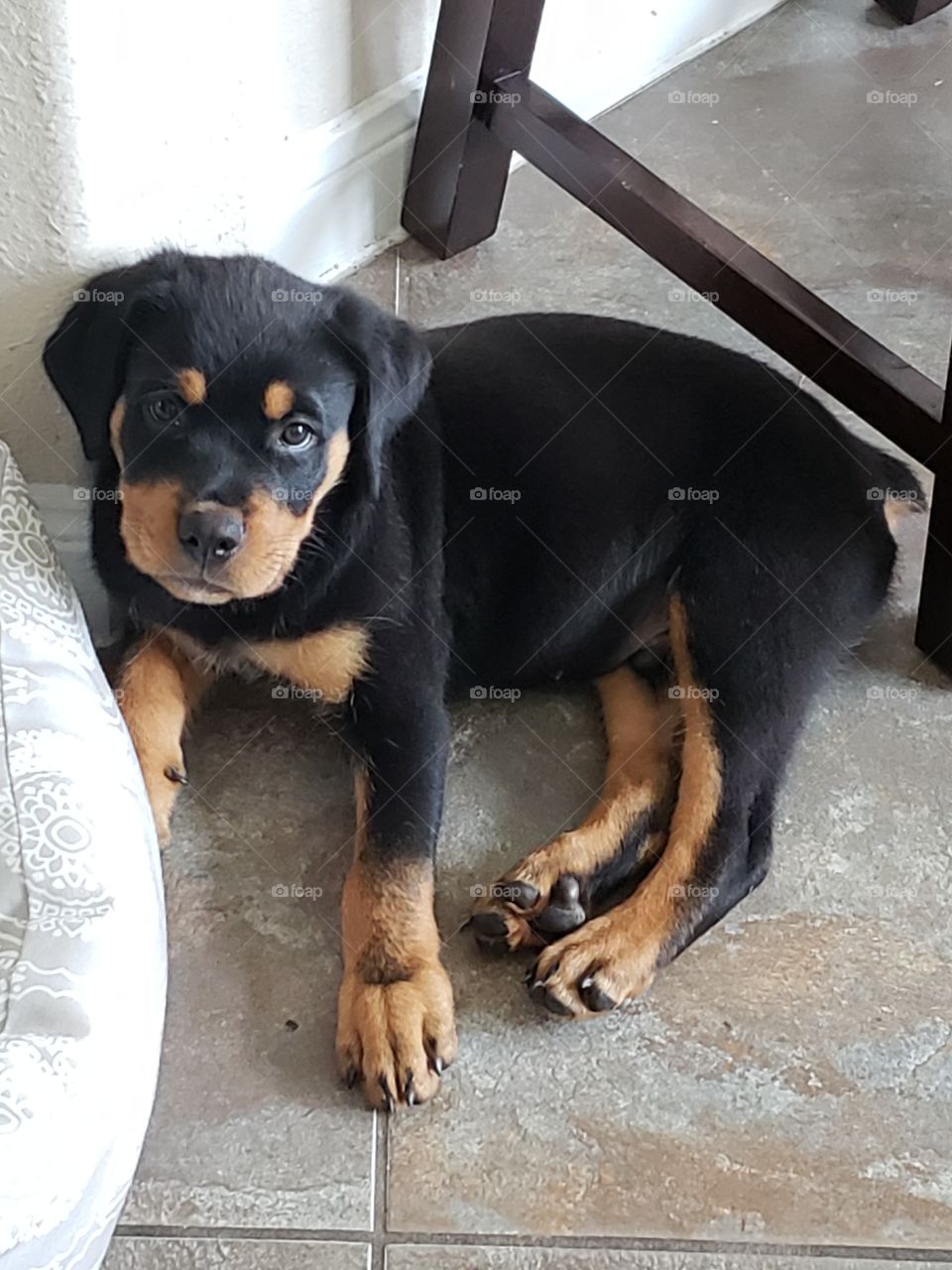 german rottweller puppy