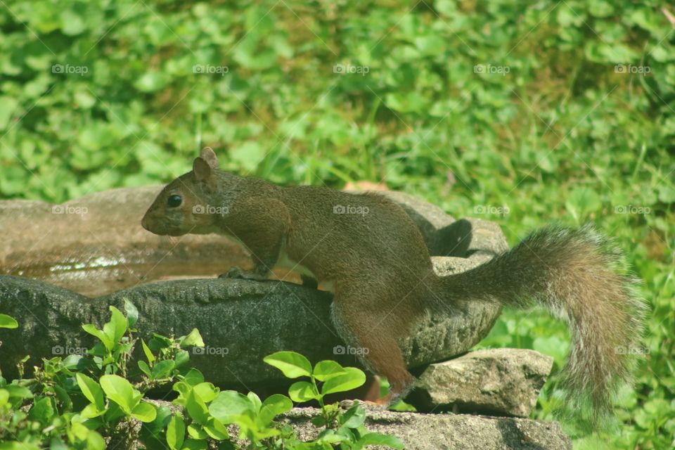Squirrel drinking 