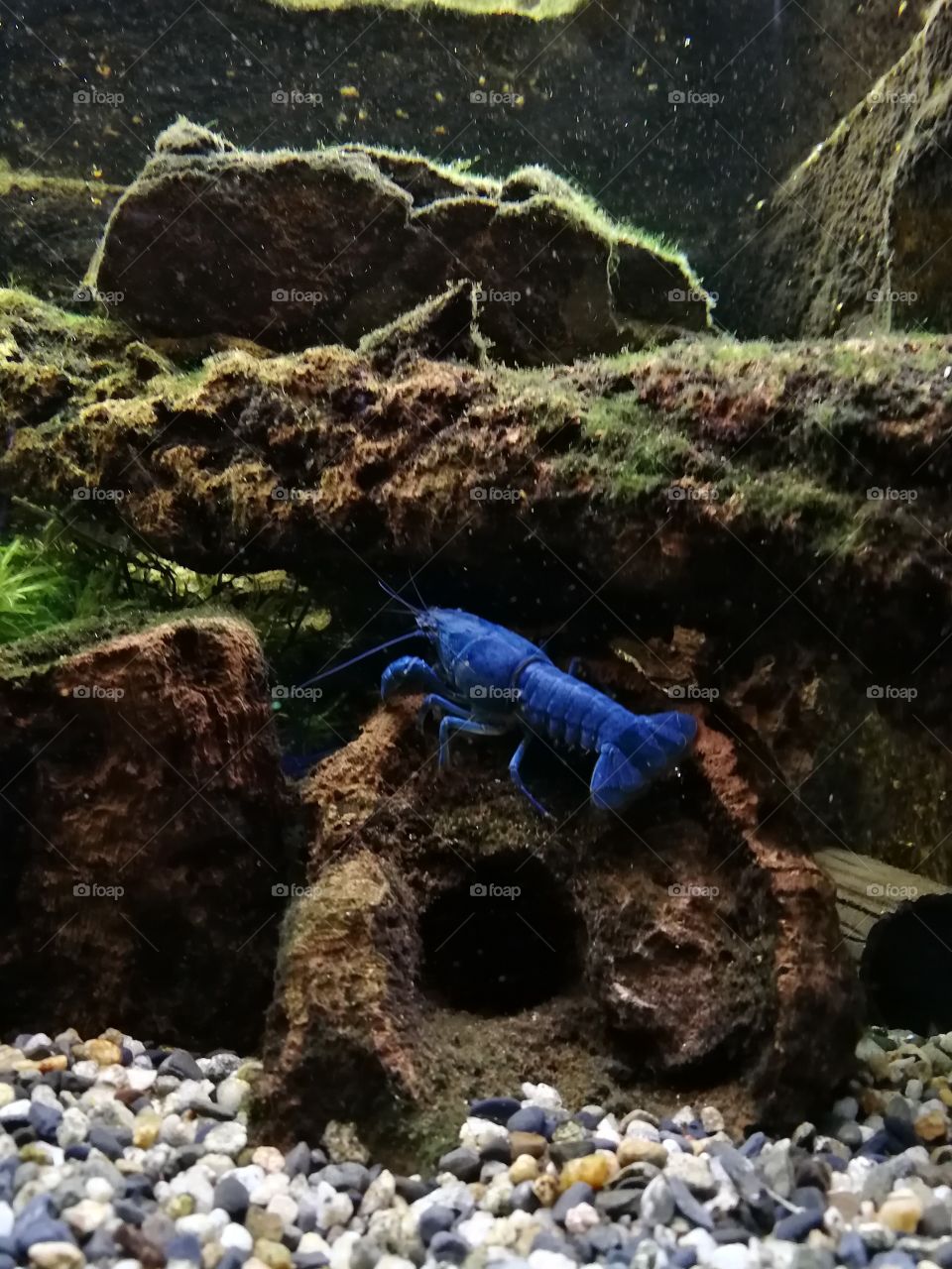 écrevisse bleue aquarium Vincennes