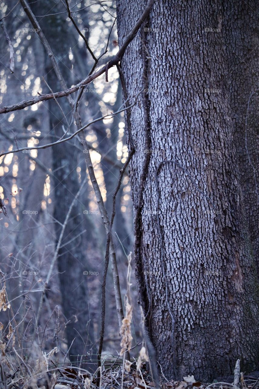 Dark forest with vines covering the trees. The gold sunlight trying to peek through the distant branches.