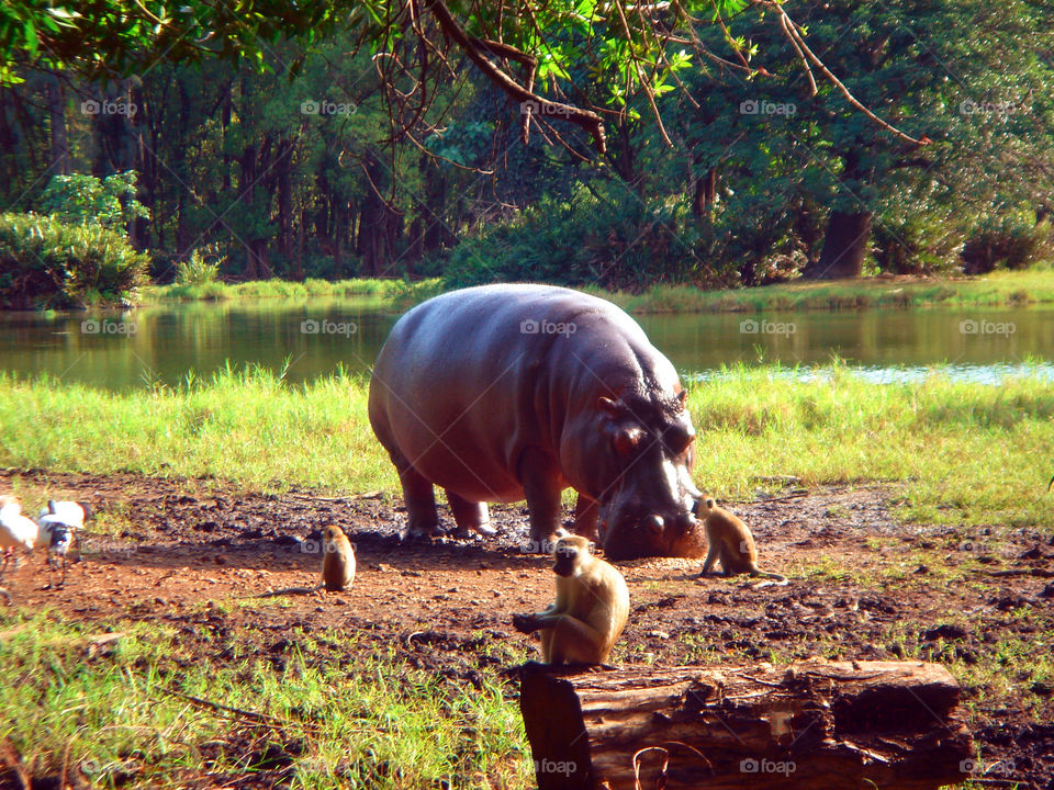 Hippo with monkeys are feeding