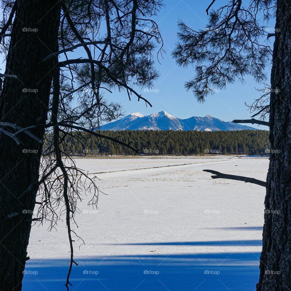 The San Francisco Peaks in Flagstaff Arizona are framed by pines and a snow covered field
