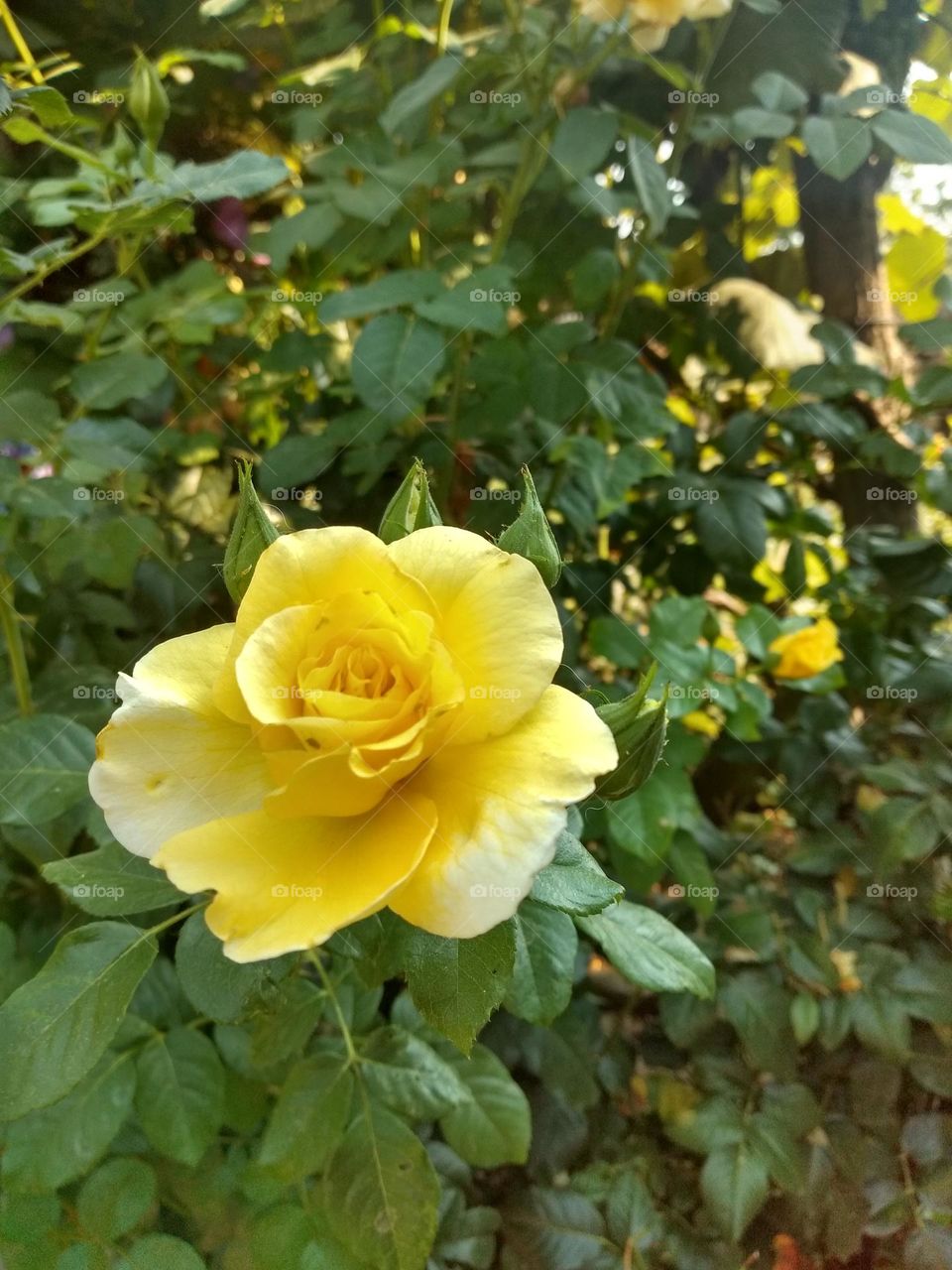 Editor's Choice - Photo of the Week