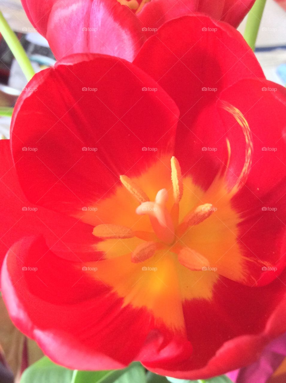 Light of my Tulip
