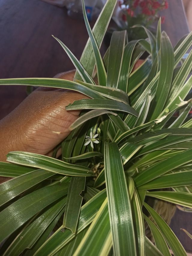 Gravatinha floriu.