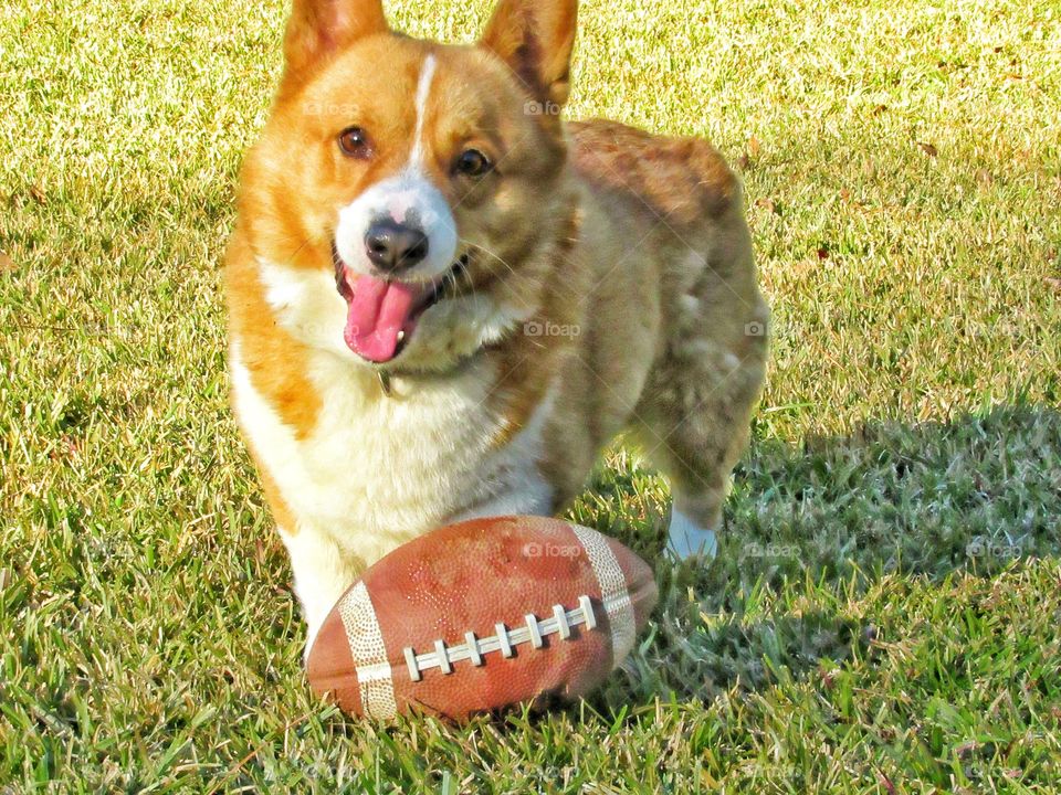 Welch corgi dog playing with ball in grass outdoors