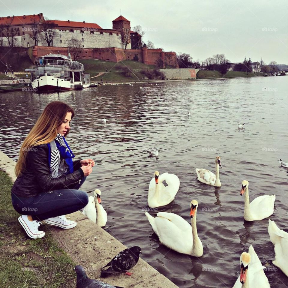 Feeding swans by the Wisla River