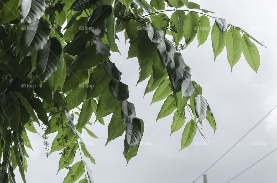 Cedar Branch Of Leaves