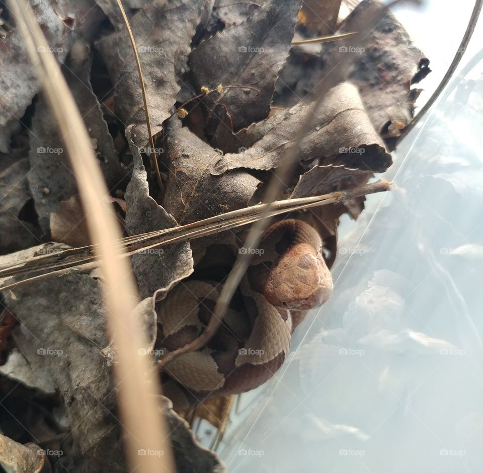 A juvenile Agkistrodon contortrix (Copperhead) a venomous snake native to the Eastern United States. This snake was captured and set free in a less populated area.