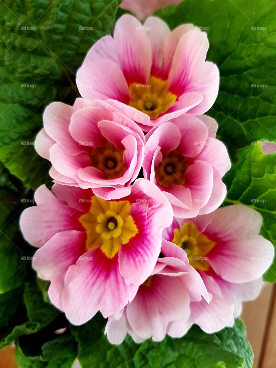 pink flowers