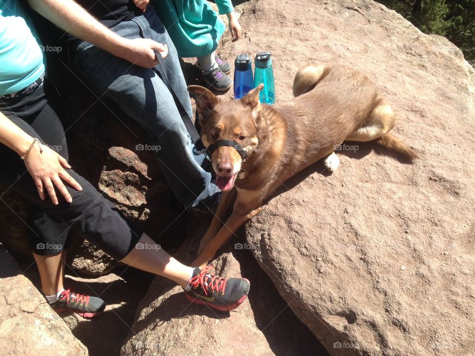 Our hiking companion