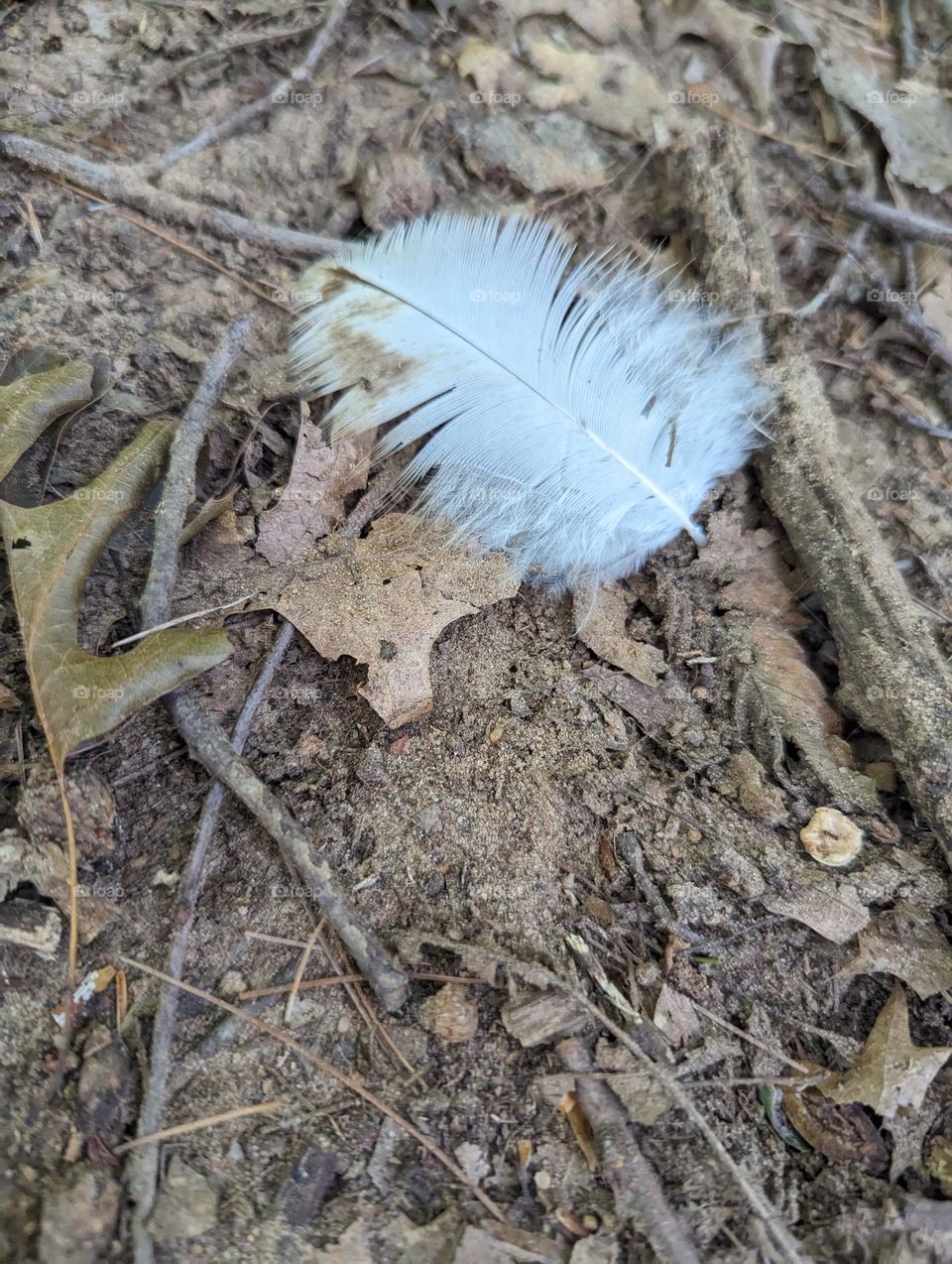 Feather Find