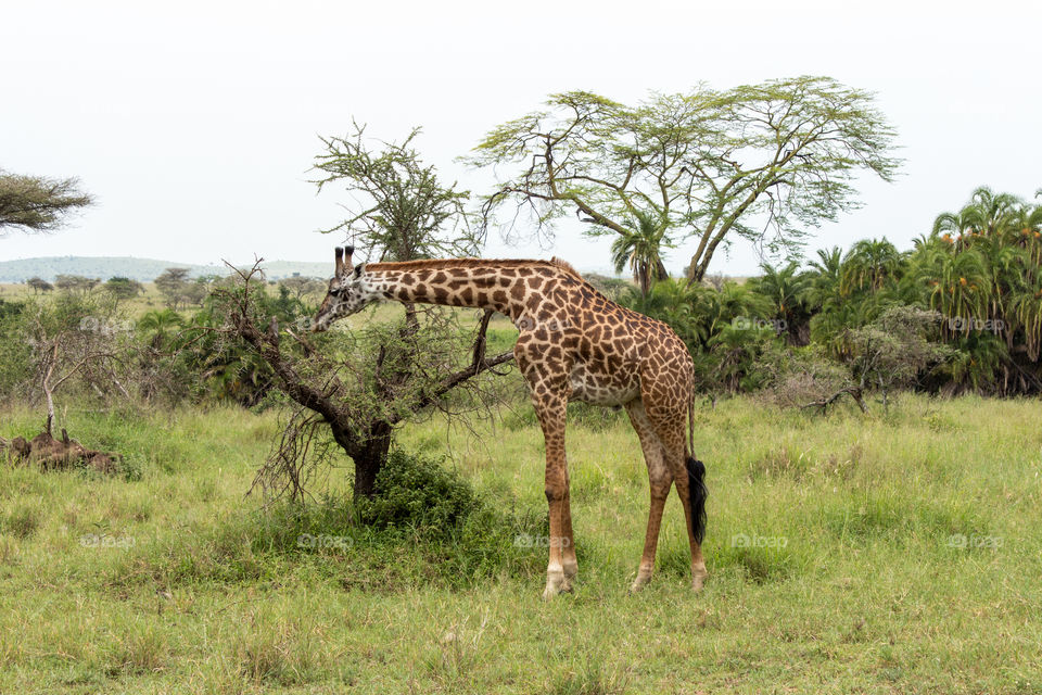A  giraffe eating the bush in the savanna in Tanzania in a sunny day