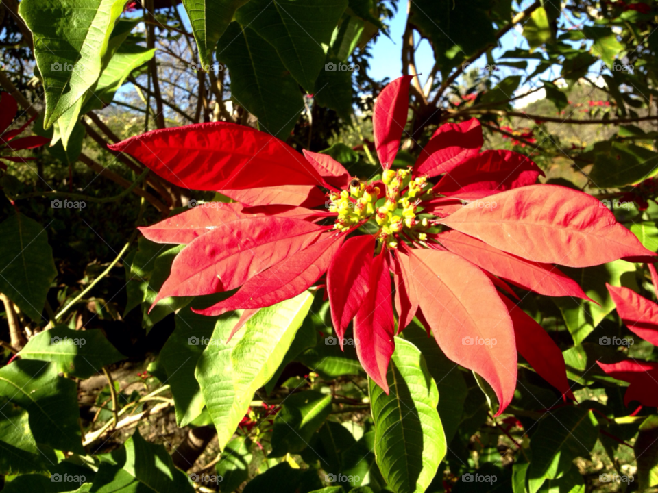 flowers tree park christmas by stevephot