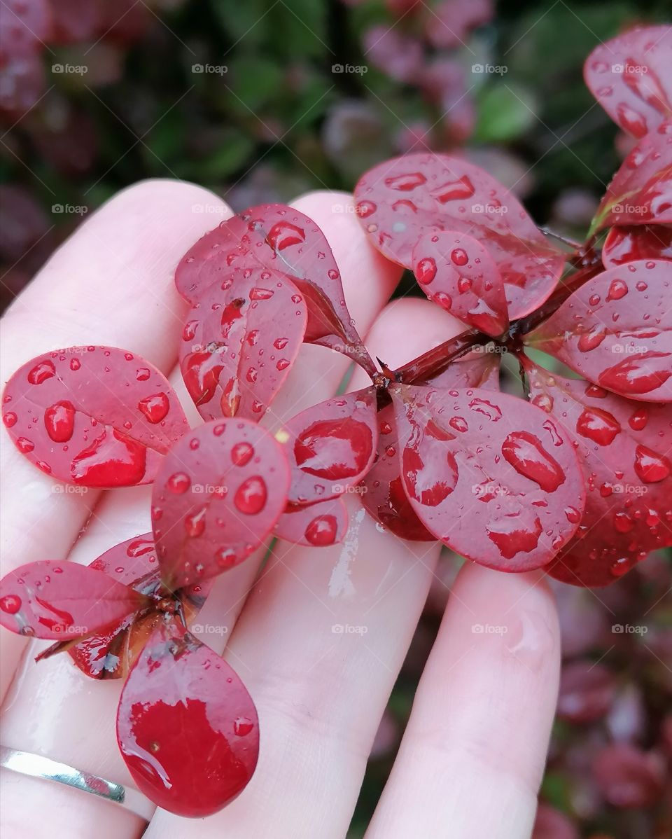 Barberry is a shrub, much less often a tree covered with thorns, which are located on young stems and leaf edges