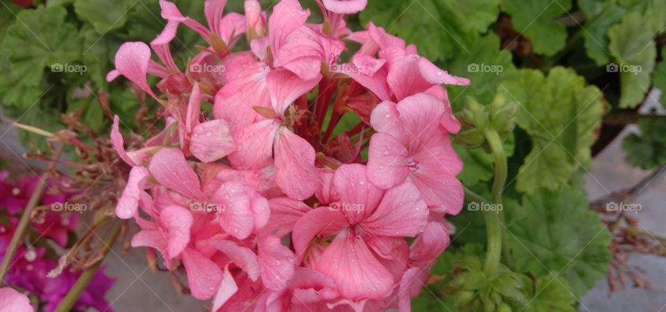 The bunch of blooms 💝💫