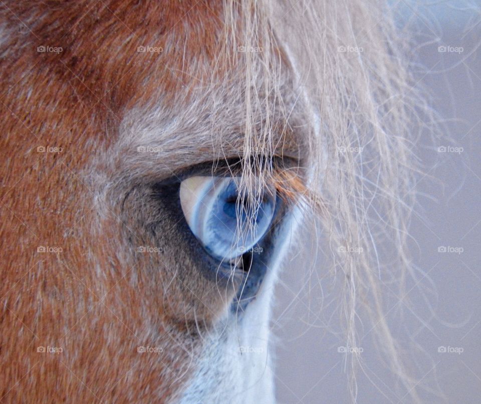 blue eye of a horse