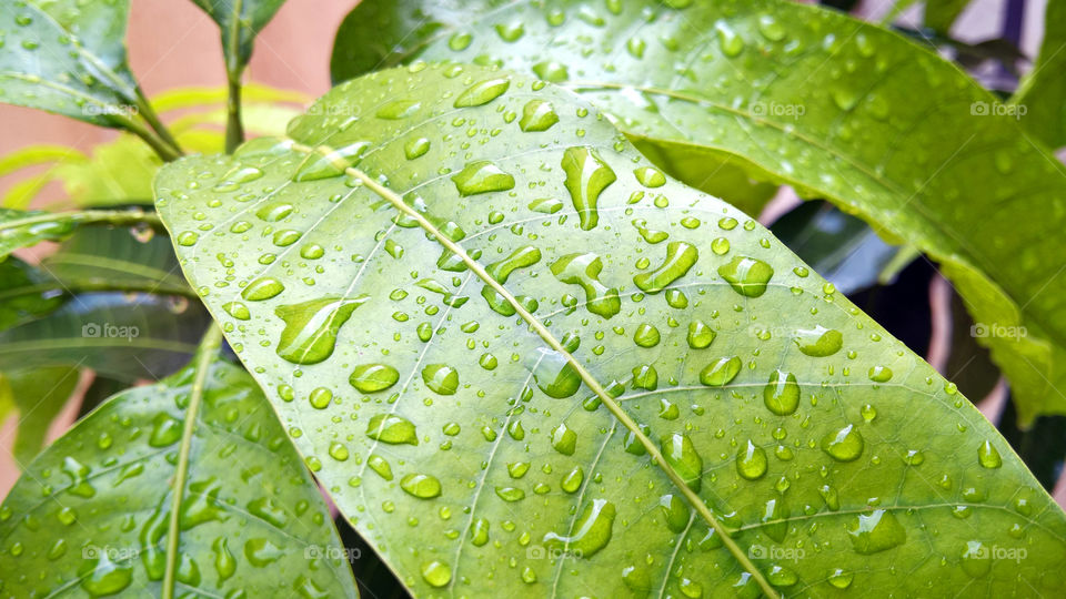 Leaf tree with drop water