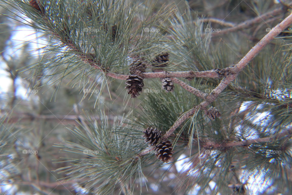 Winter, Tree, Needle, Pine, Christmas