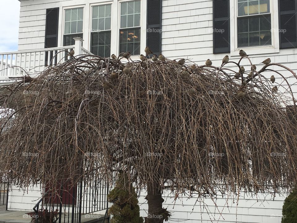 Sparrows on tree 