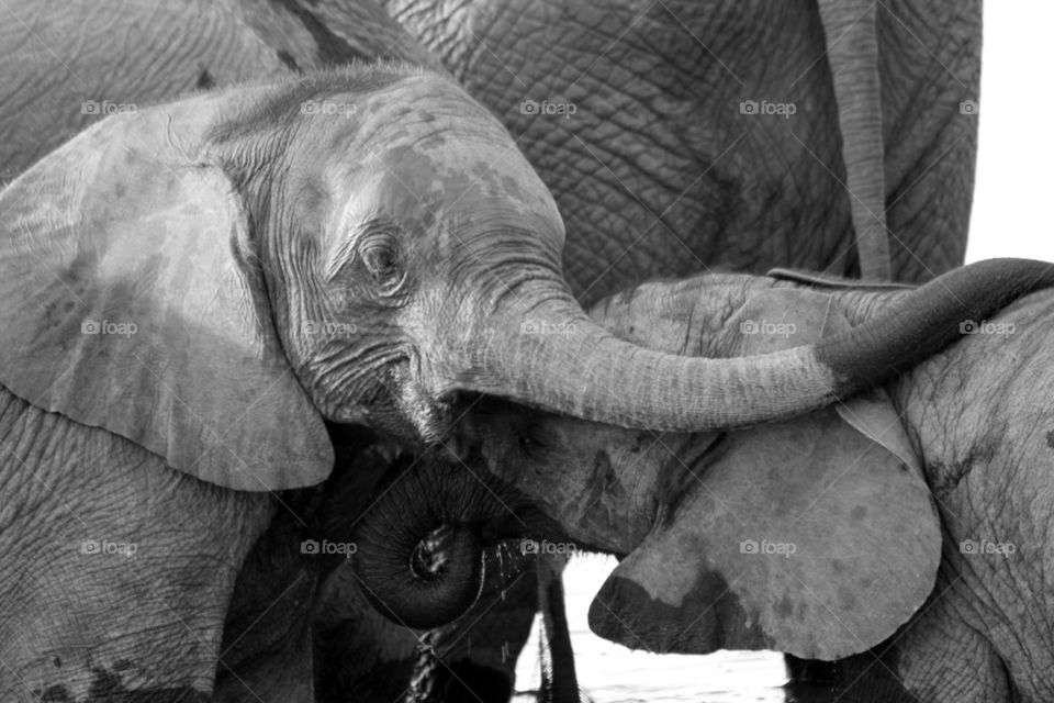 Elephant hugs