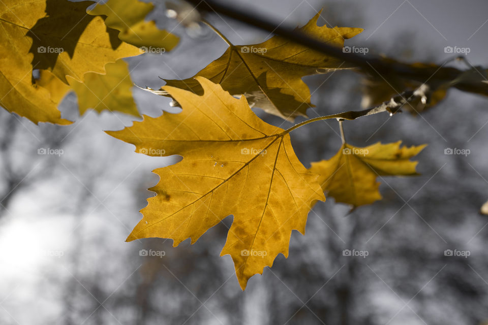 Autumn leaves on branches against cloudy grey sky