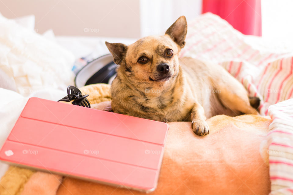 Cute little dog laying down on the bed in the morning 