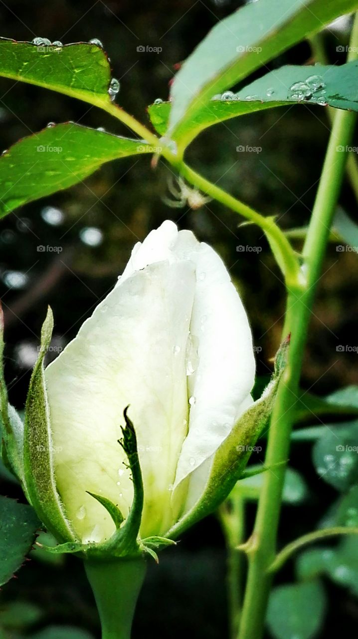 In the garden, after rain..