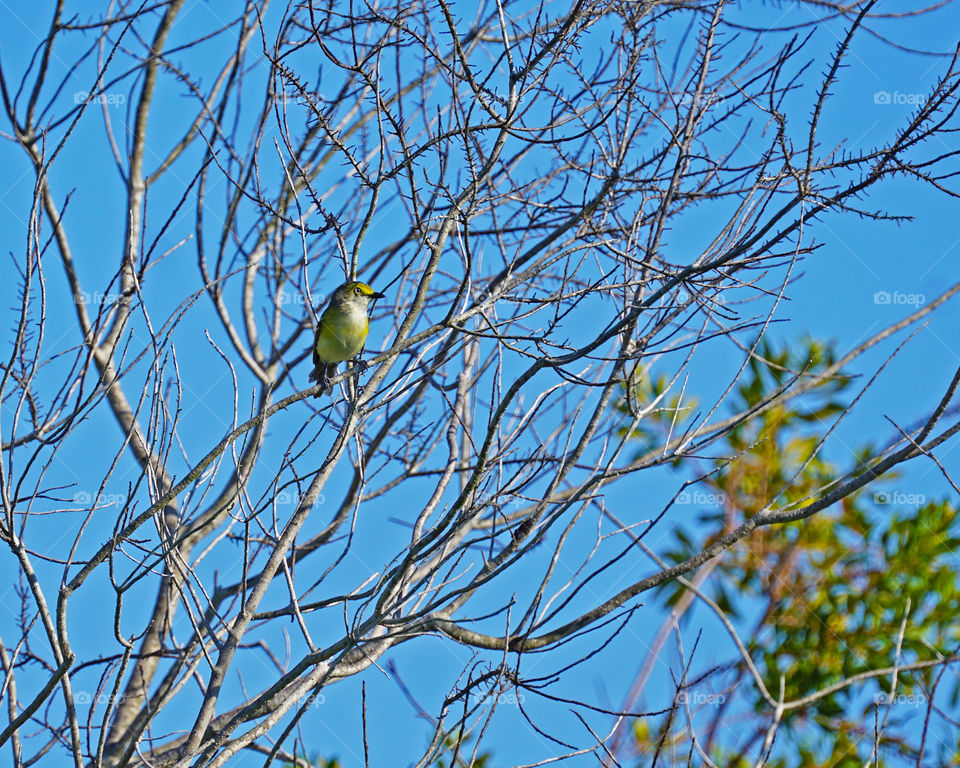 Yellow bird in tree