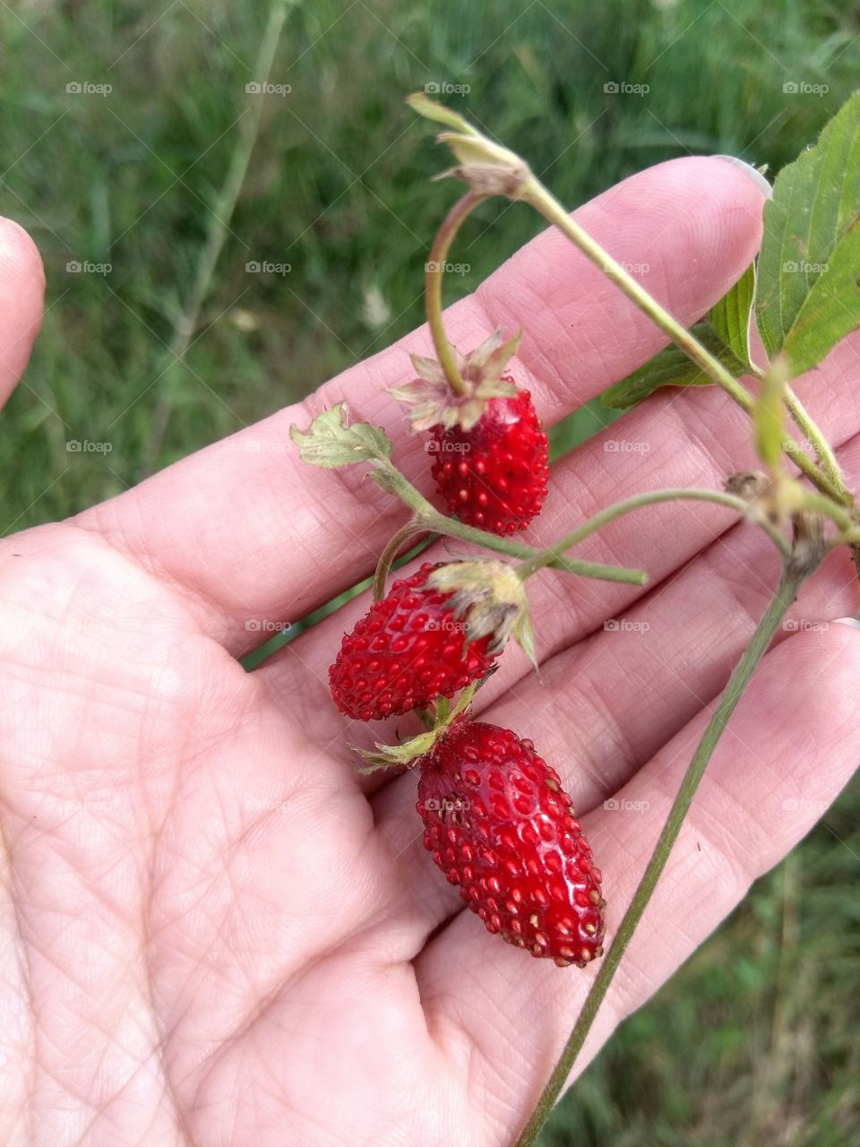 three berries wild strawberries in summer healthy food