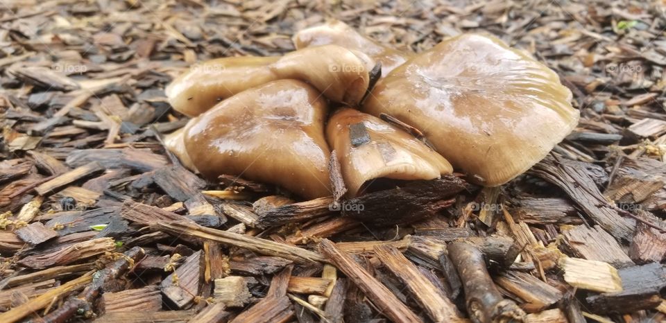 mushroom in the rain 3